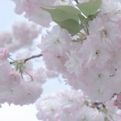 南召FurryQQ群介绍